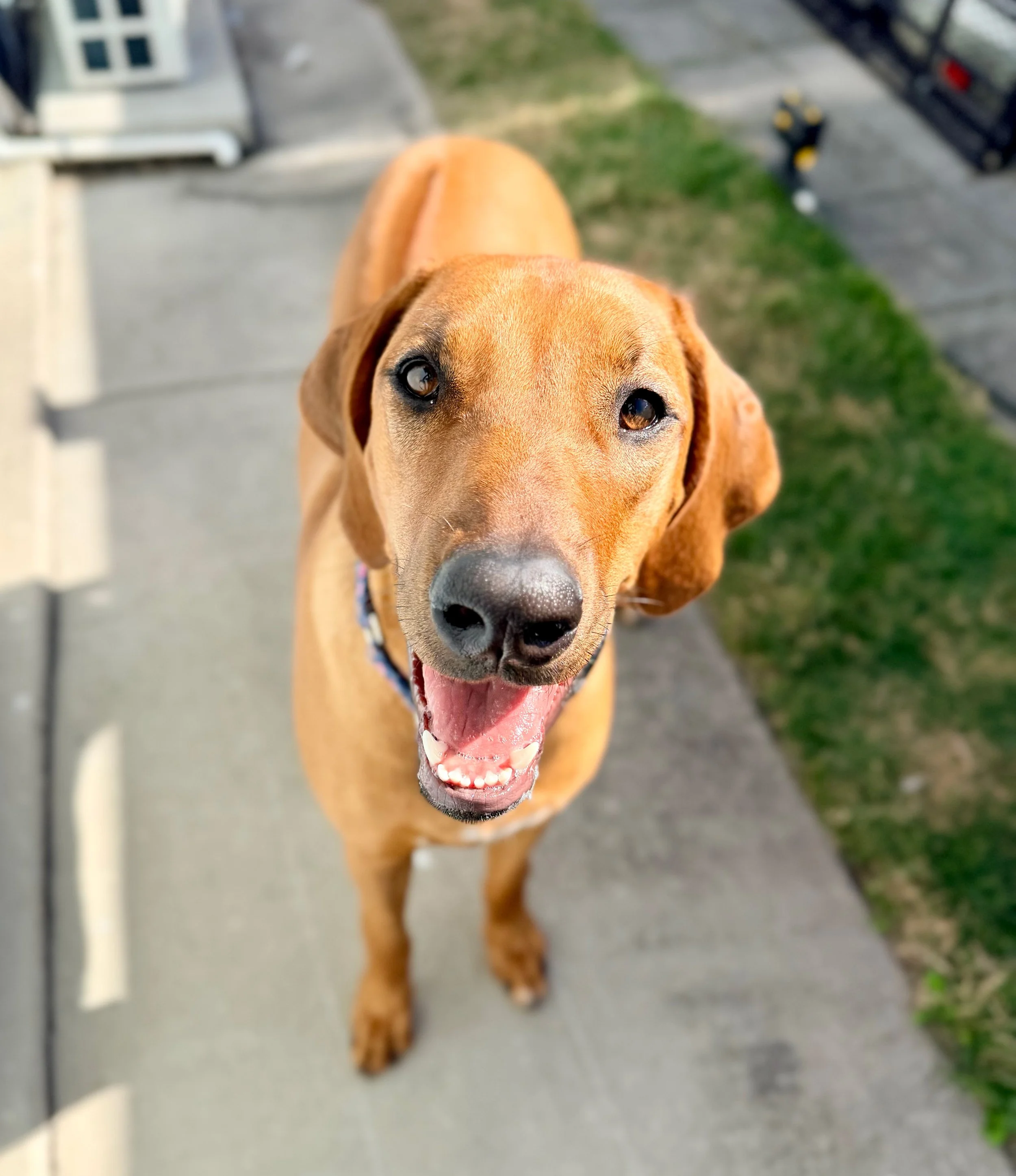 Dog calmly holding a place or down command in a home setting, demonstrating consistent structure and clear leadership from the owner