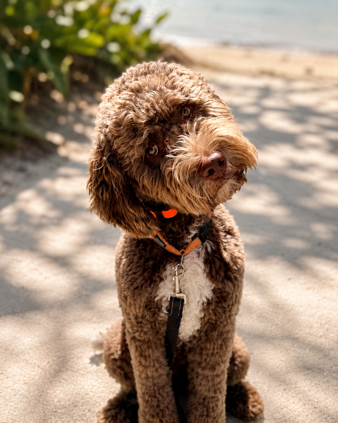 Chocolate Labradoodle tilting its head while listening attentively, representing relationship-based dog training, leadership, and communication at PAWSitively Calm in Orlando.