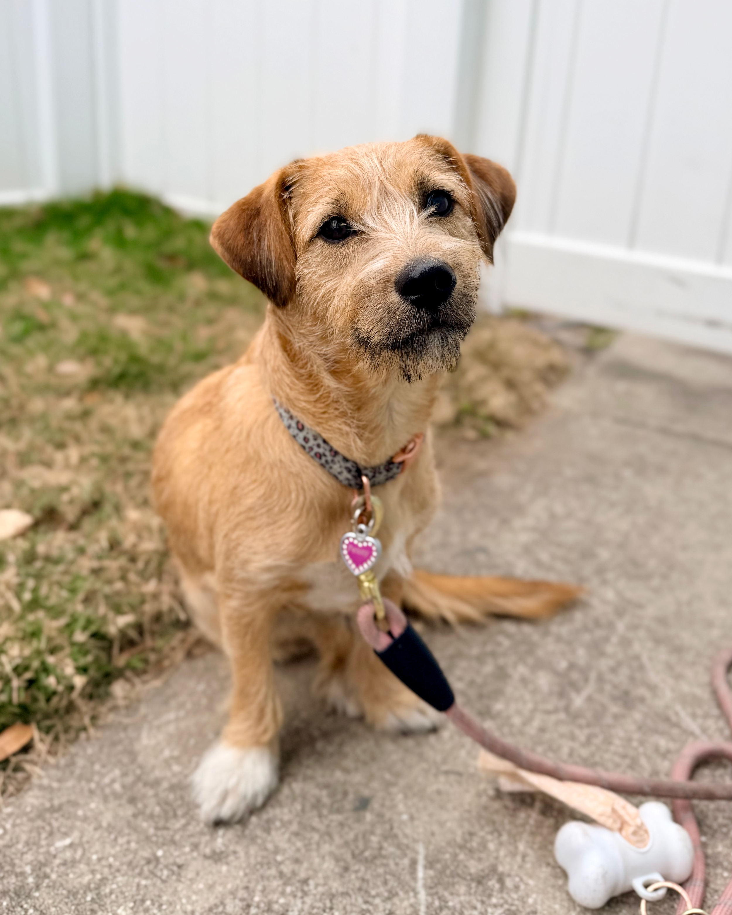 Well-behaved dog showing calm focus and impulse control through permission-based dog training and leadership