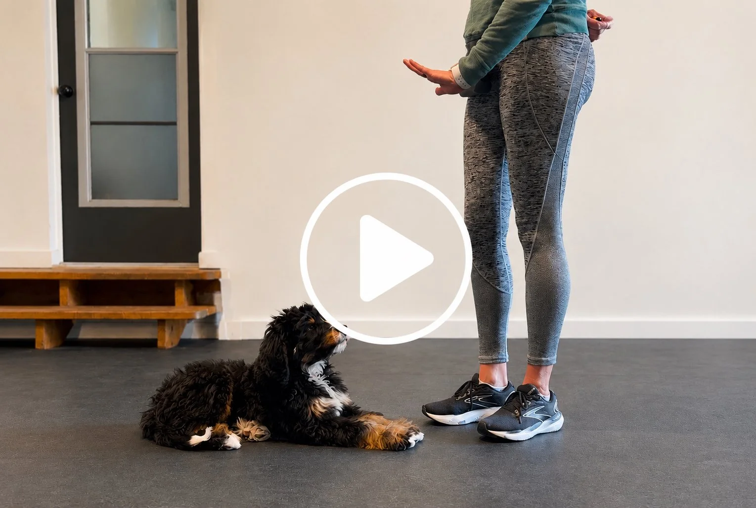 Puppy practicing a stay command while remaining calm, stationary, and focused on the trainer despite distractions.