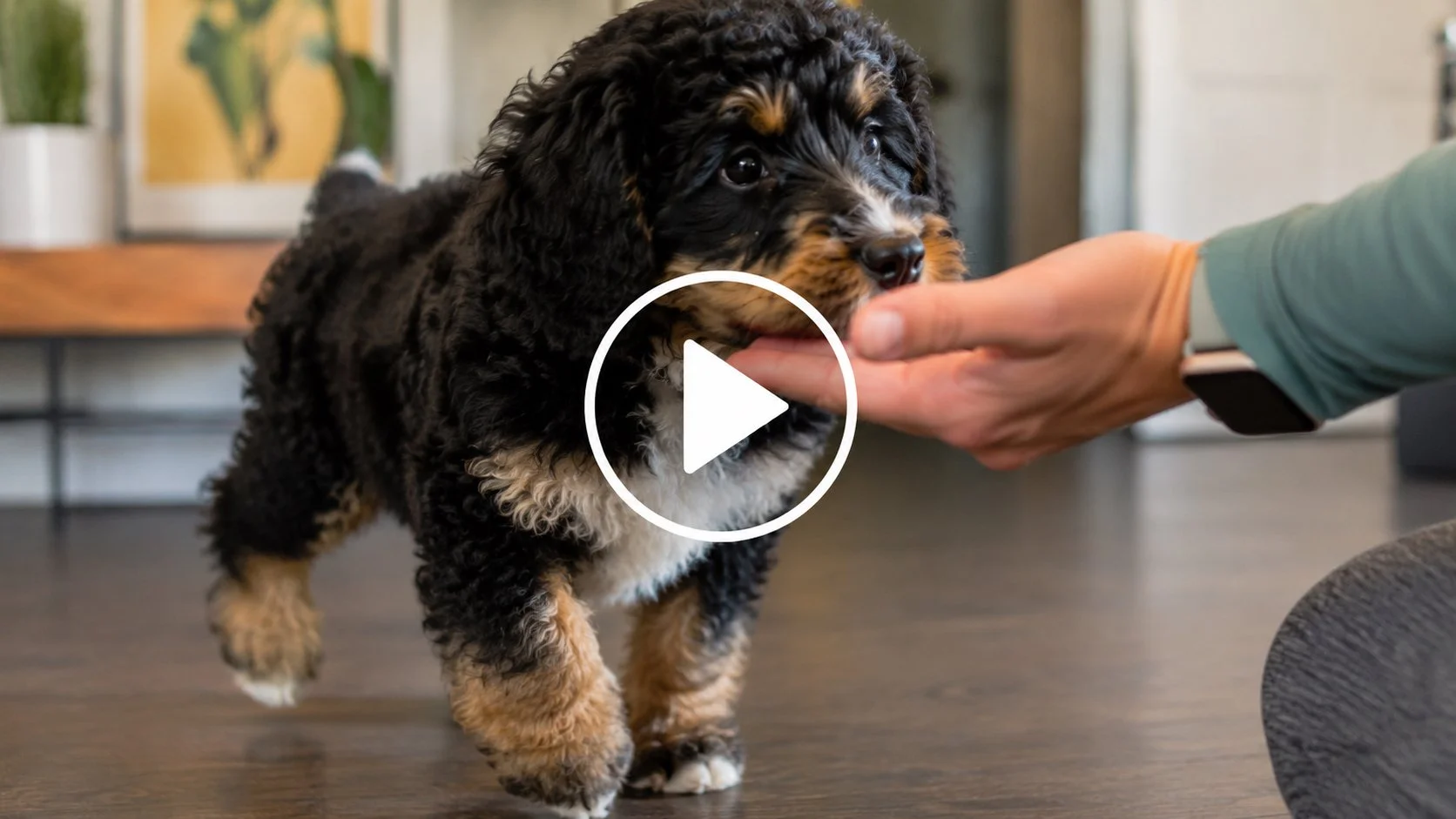 Trainer teaching a puppy target work and recall skills through engagement and reward-based training.