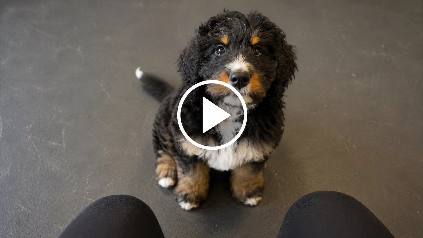 Puppy learning to respond to its name through engagement and reward-based training.