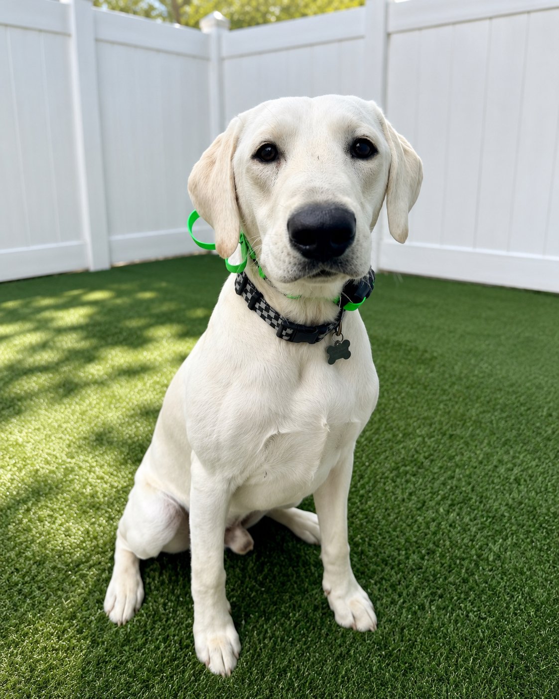 white labrador demonstrating calm focus during leadership-based dog training, illustrating emotional regulation and trust through the PAWSitively Calm philosophy in Orlando.