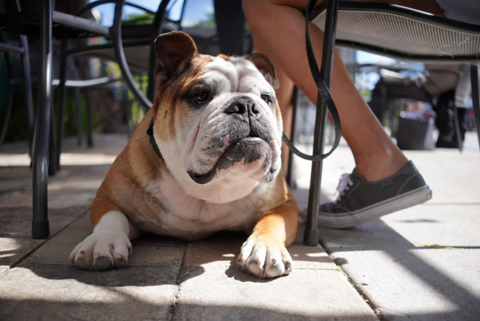 English Bulldog relaxing under an outdoor café table with its owner, illustrating how structure helps dogs develop confidence and emotional balance.