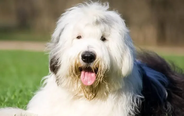 Dog training blog explaining why dogs regress when owners fail to maintain consistency, accountability, and clear leadership at home