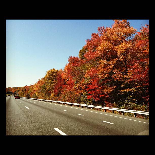 fall-leaves.jpg