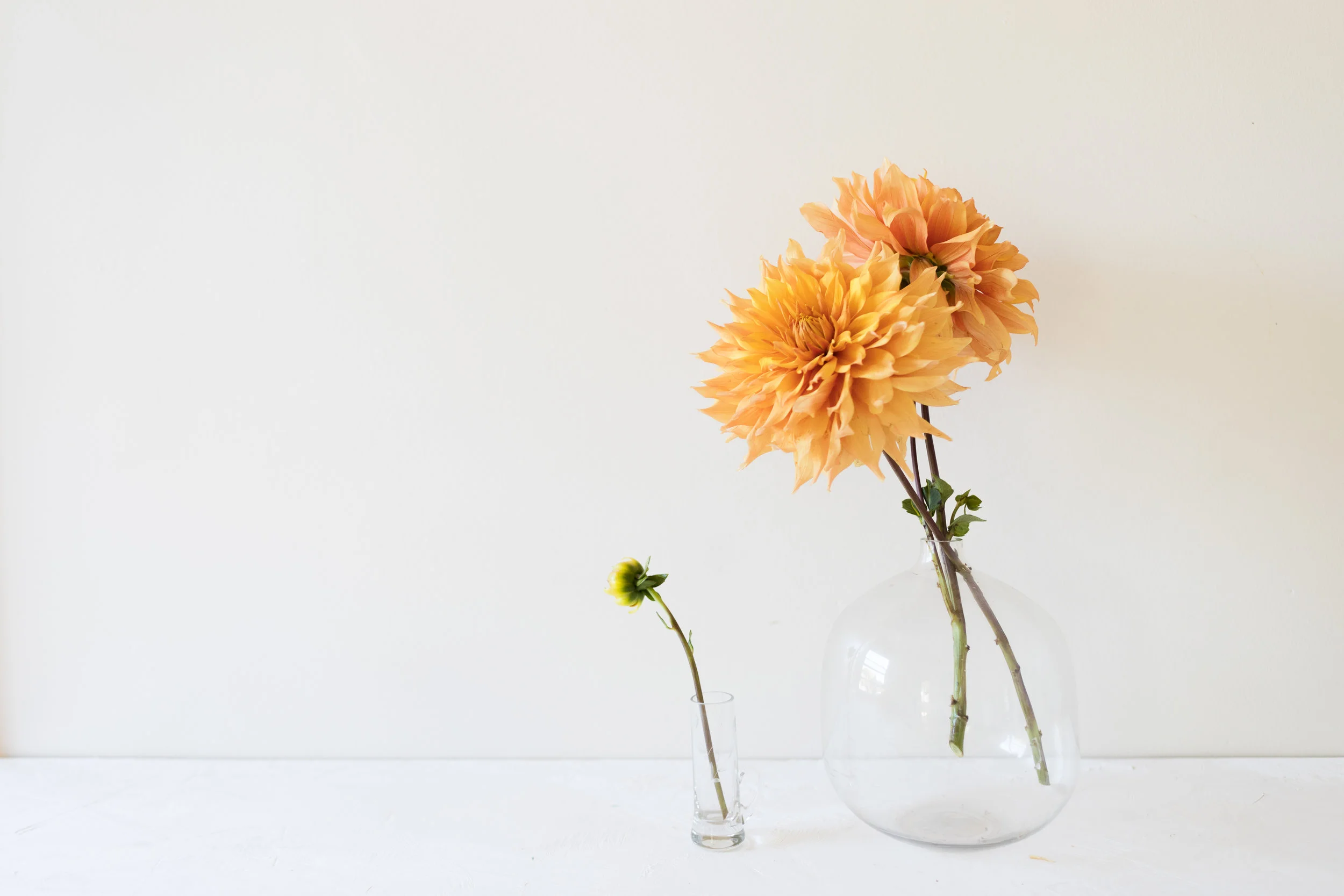 KrisLeBoeuf_WitteFarm_Dahlias_0024.jpg