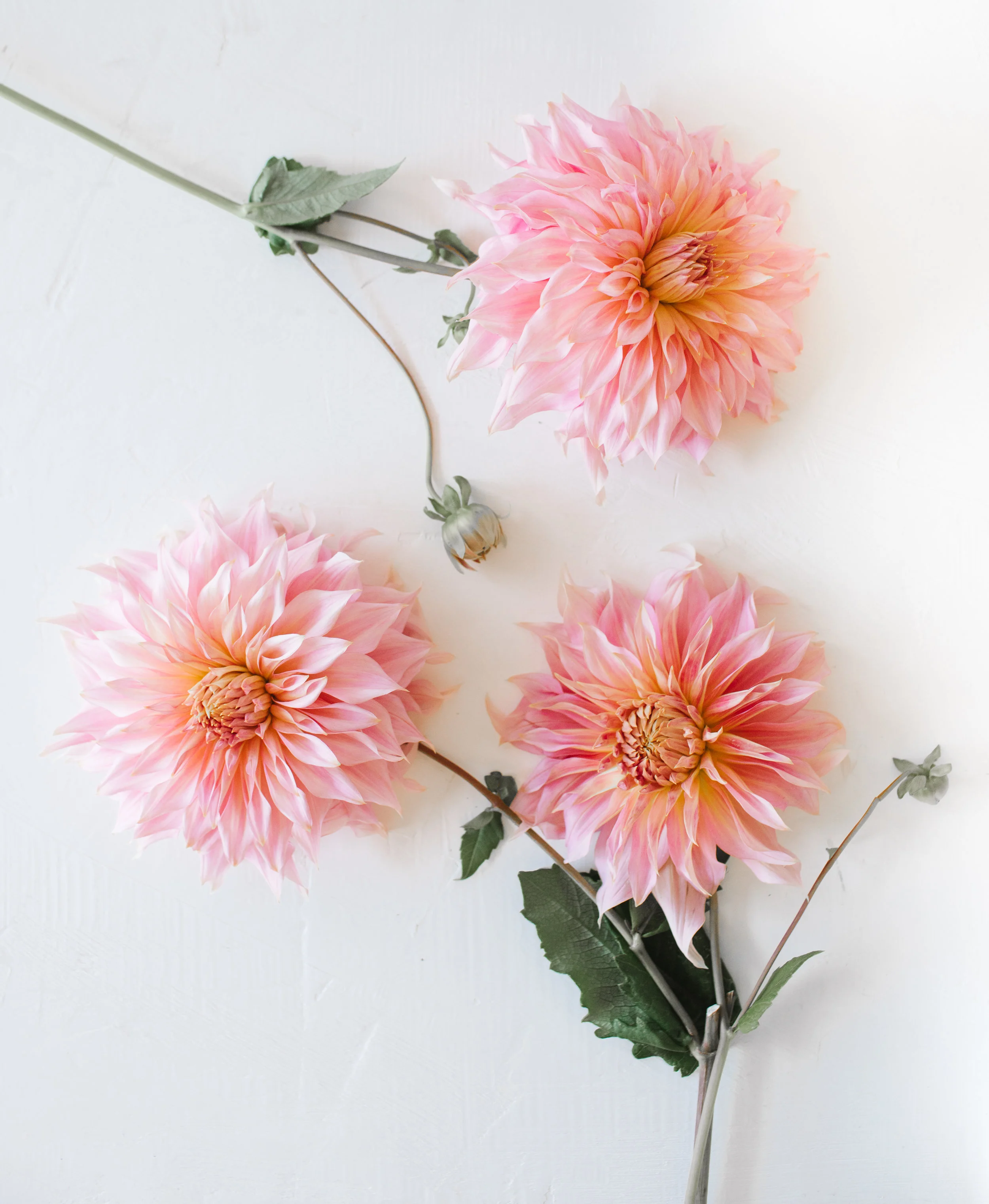 KrisLeBoeuf_WitteFarm_Dahlias_0032.jpg