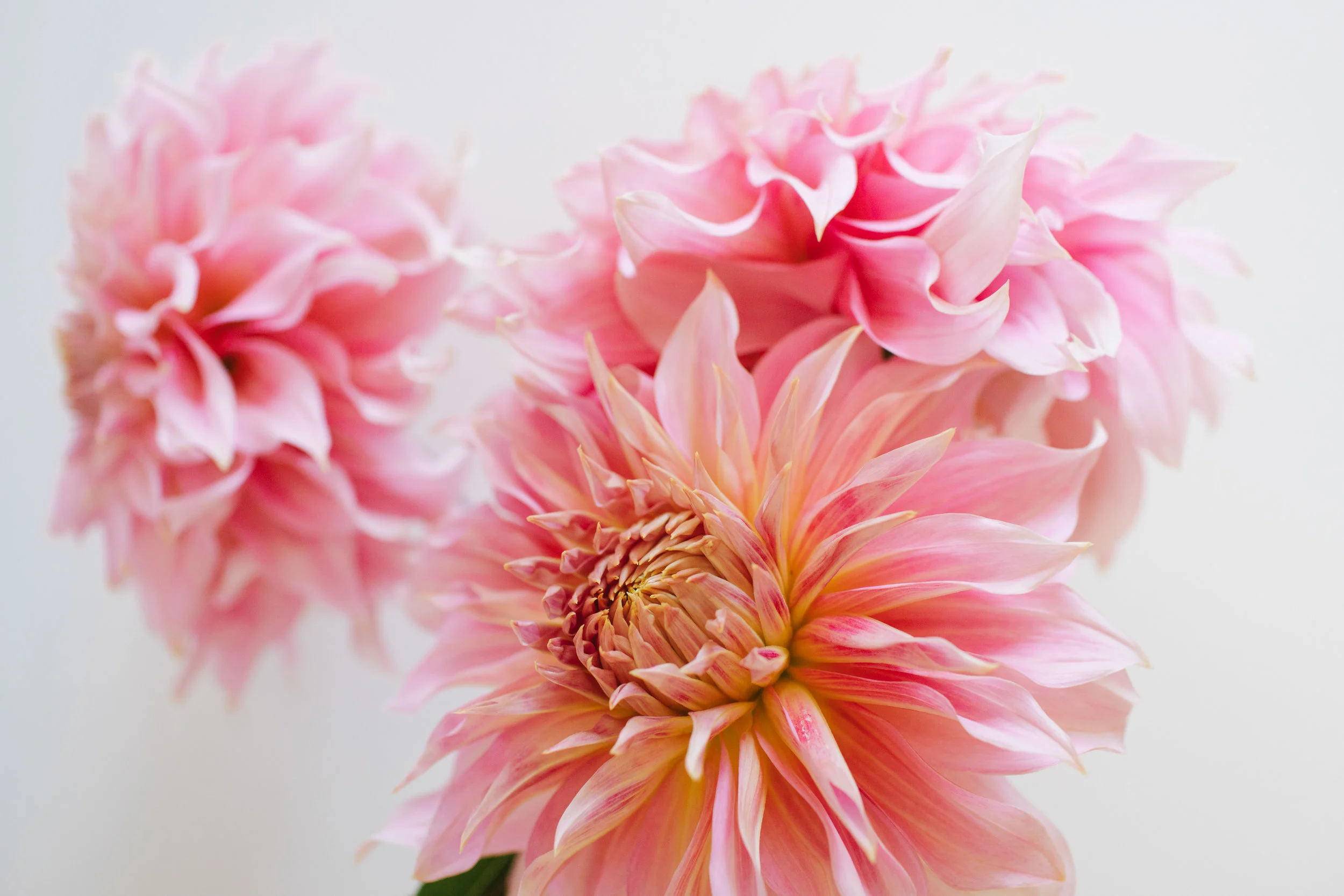 KrisLeBoeuf_WitteFarm_Dahlias_0028.jpg