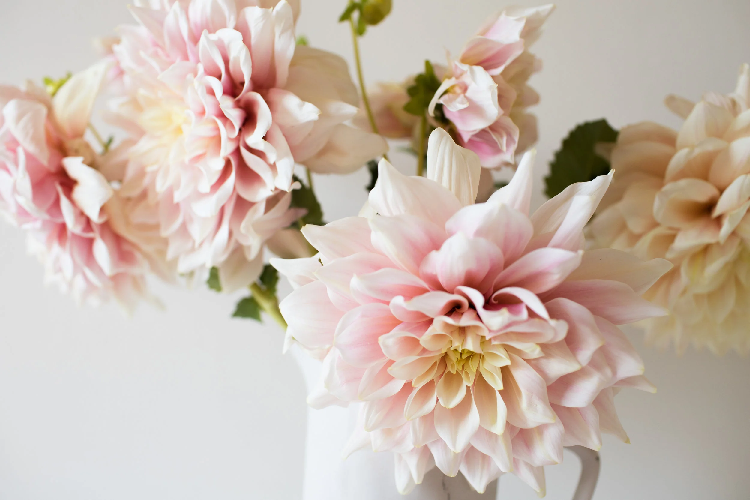 KrisLeBoeuf_WitteFarm_Dahlias_0048.jpg
