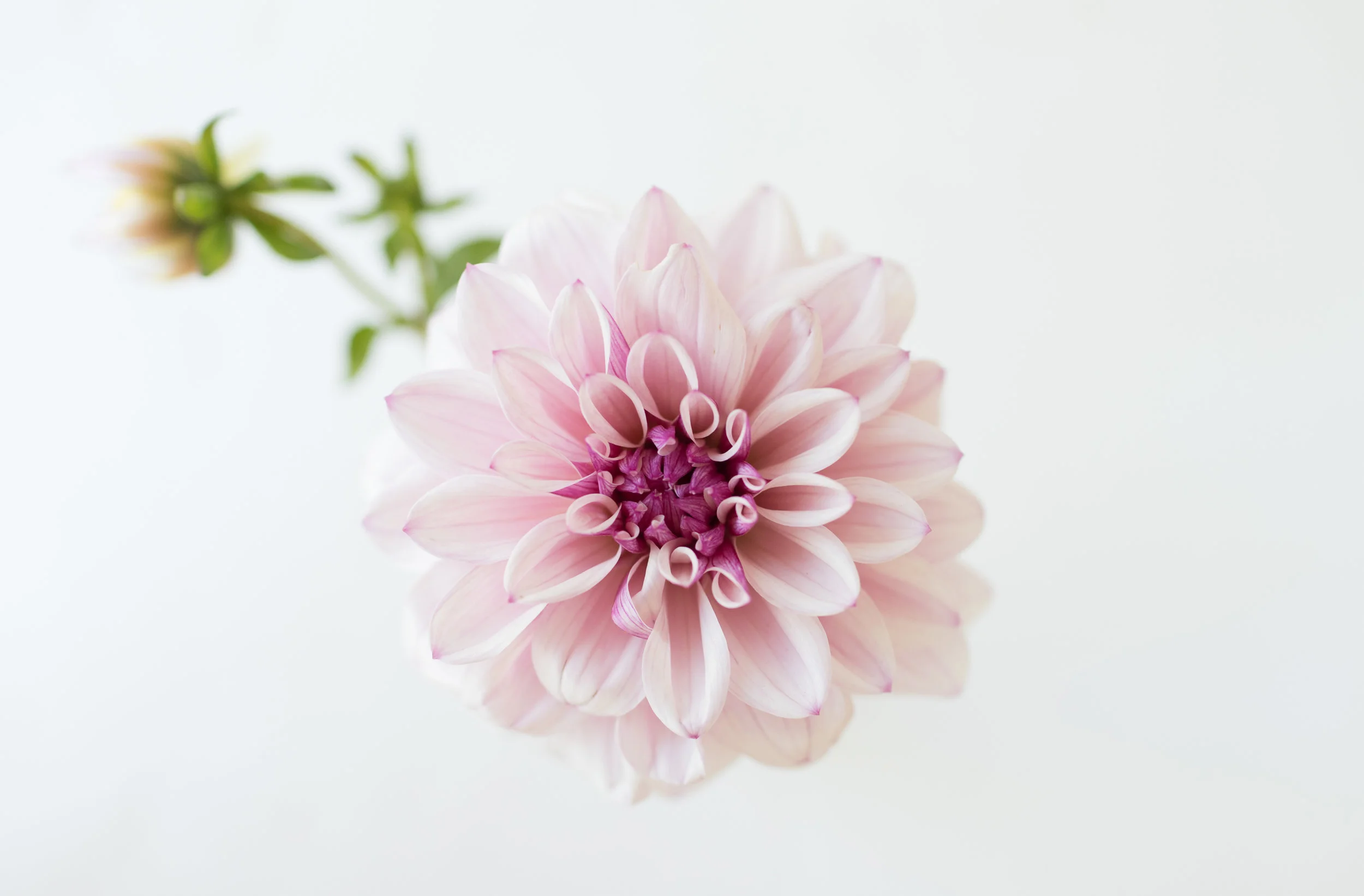 KrisLeBoeuf_WitteFarm_Dahlias_0053.jpg