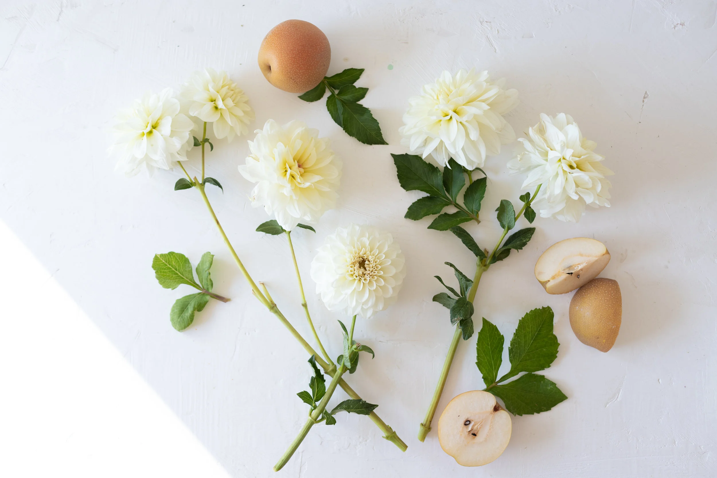 KrisLeBoeuf_WitteFarm_Dahlias_0060.jpg