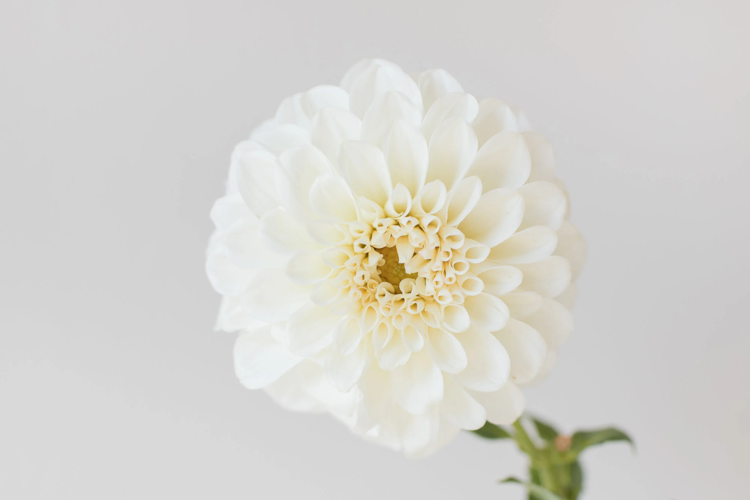 KrisLeBoeuf_WitteFarm_Dahlias_0055.jpg