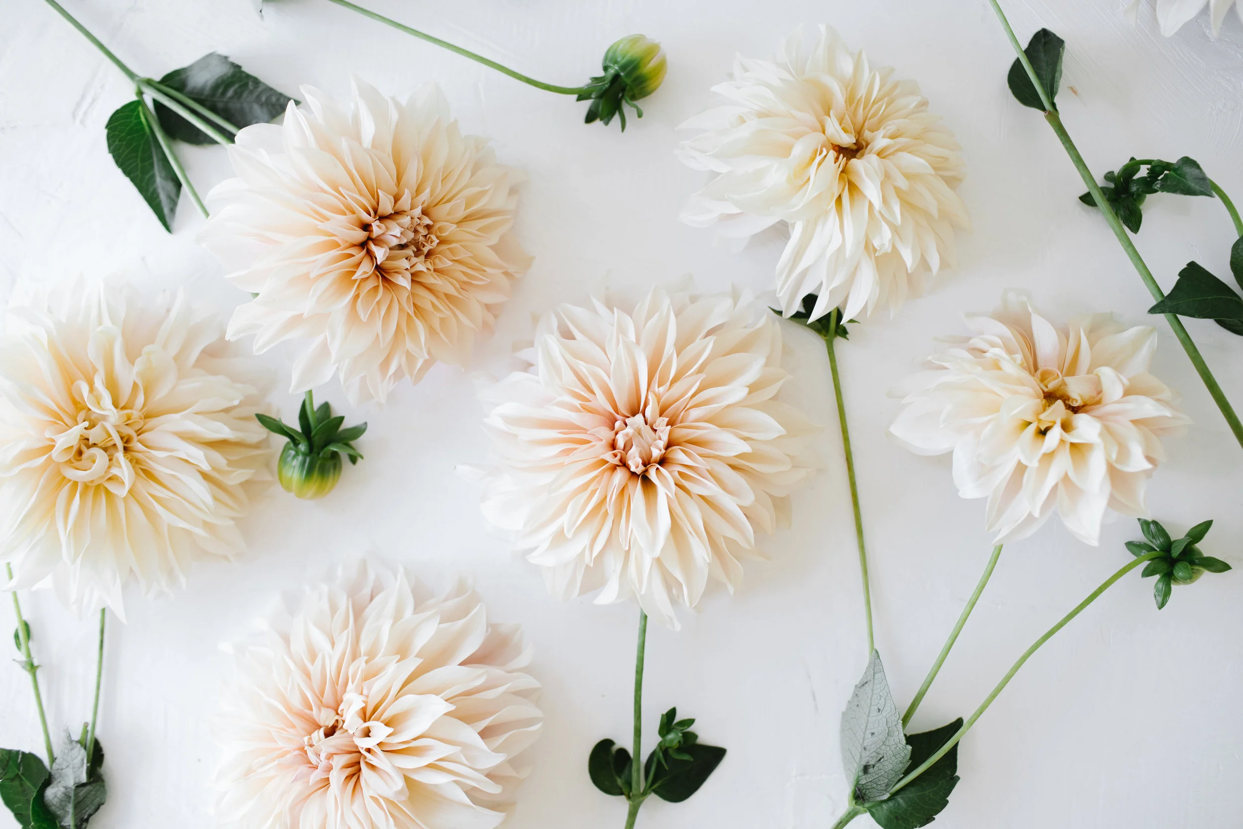 Dahlia Arrangements (farm pick up or local delivery to Salem/Independence)