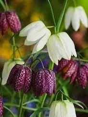 fritillaria+meleagris+mixed.jpg