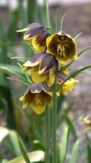 fritillaria+michailovskyi+photo.jpg