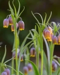 fritillaria+uva+vulpis+5.webp