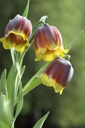 Fritillaria+michaiovskyii.jpg