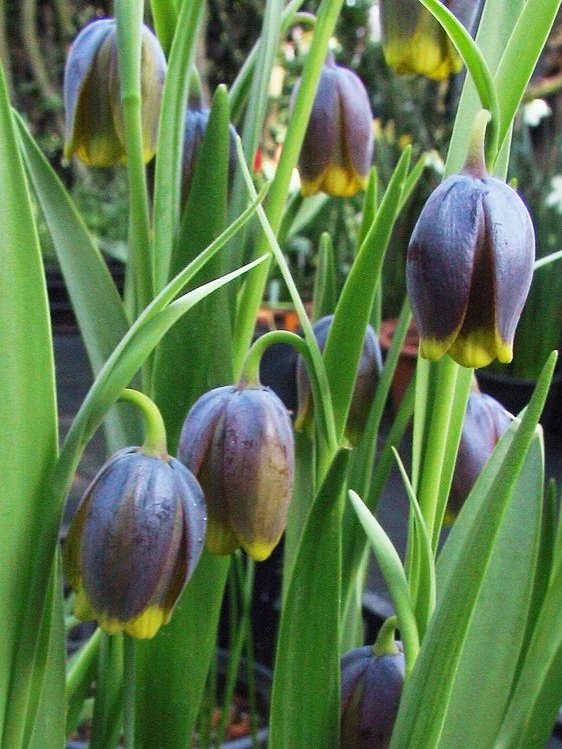 Fritillaria-uva-vulpis-4.jpg