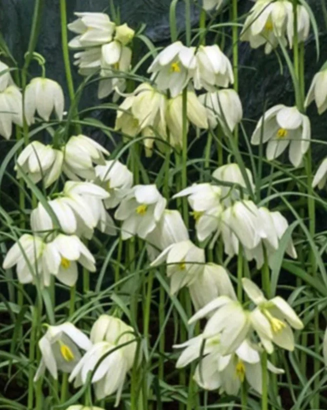 Fritillaria+Meleagris+white.webp