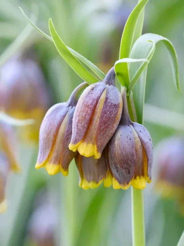 fritillaria+uva+vulpis+4.webp