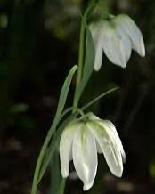 fritillaria+meleagris+white+2.jpg