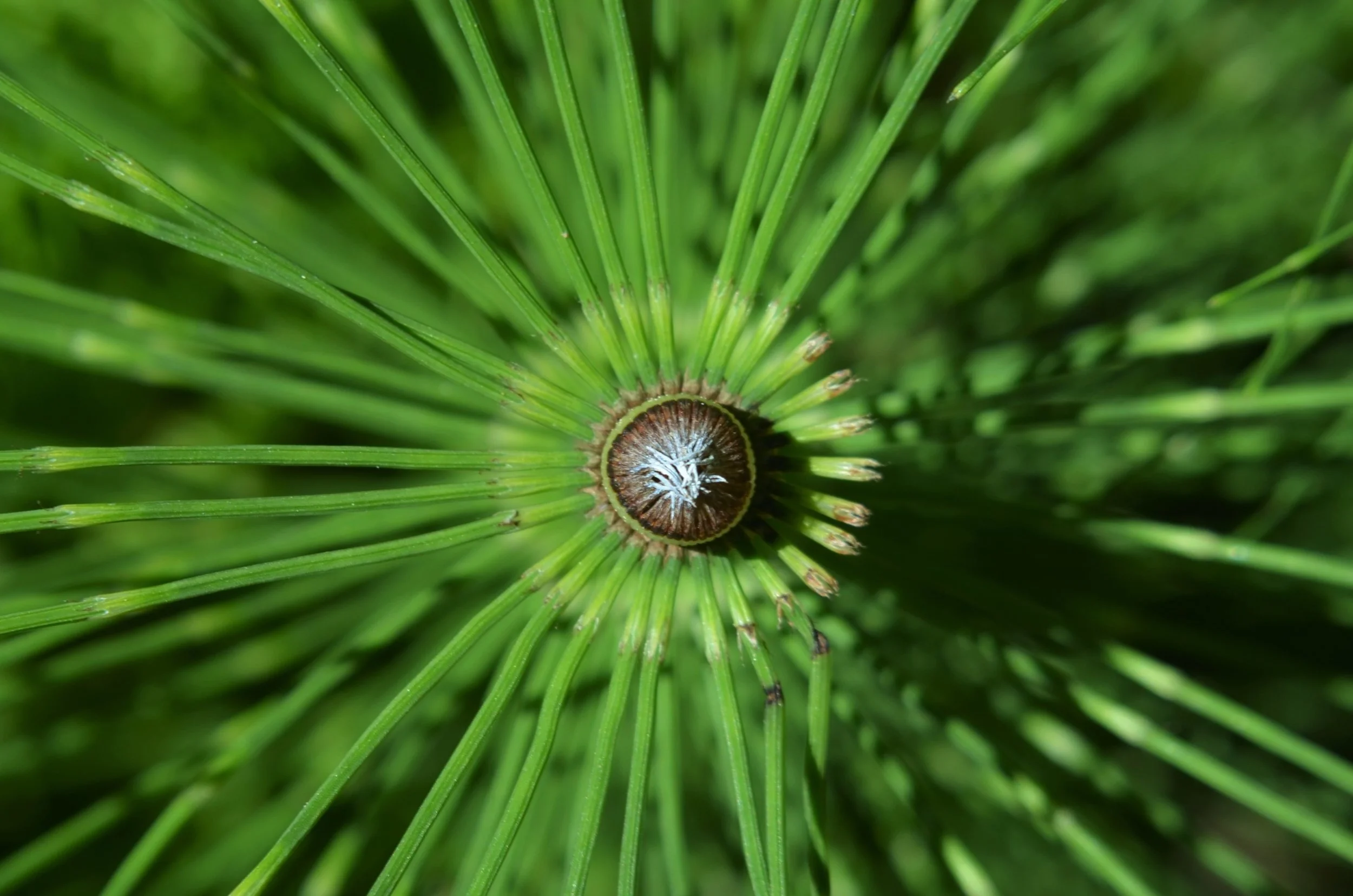 2016 May Nisqually Wildlife Refuge.JPG