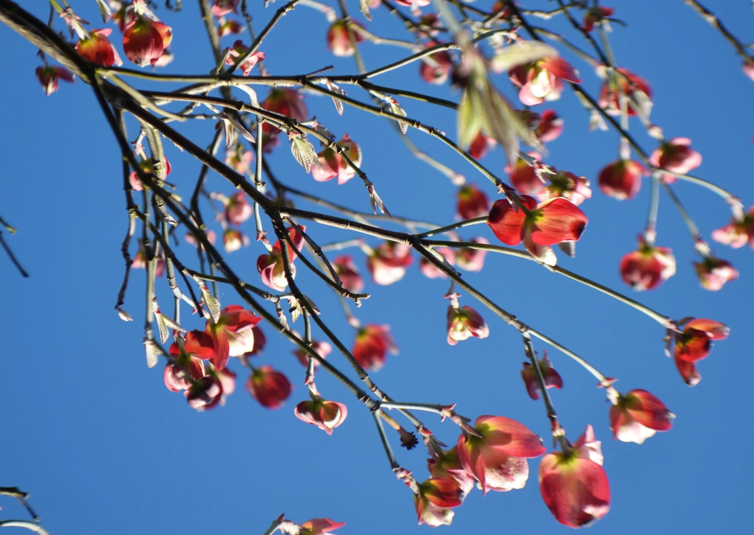 2016 April Fircrest.JPG