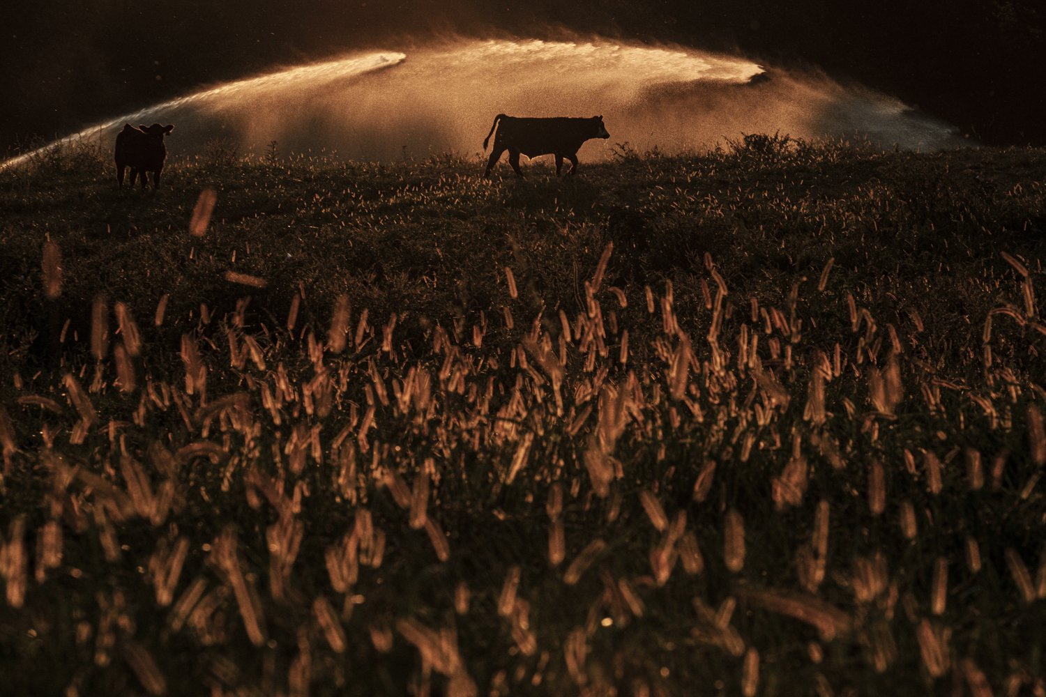  Dan Furnish’s cattle as seen roaming the pasture in front of his irrigation system in Cynthiana, Kentucky. Furnish has a reputation for producing high quality beef and has sold some of locally to Riverview Meat Company, for sale in the community. Ho