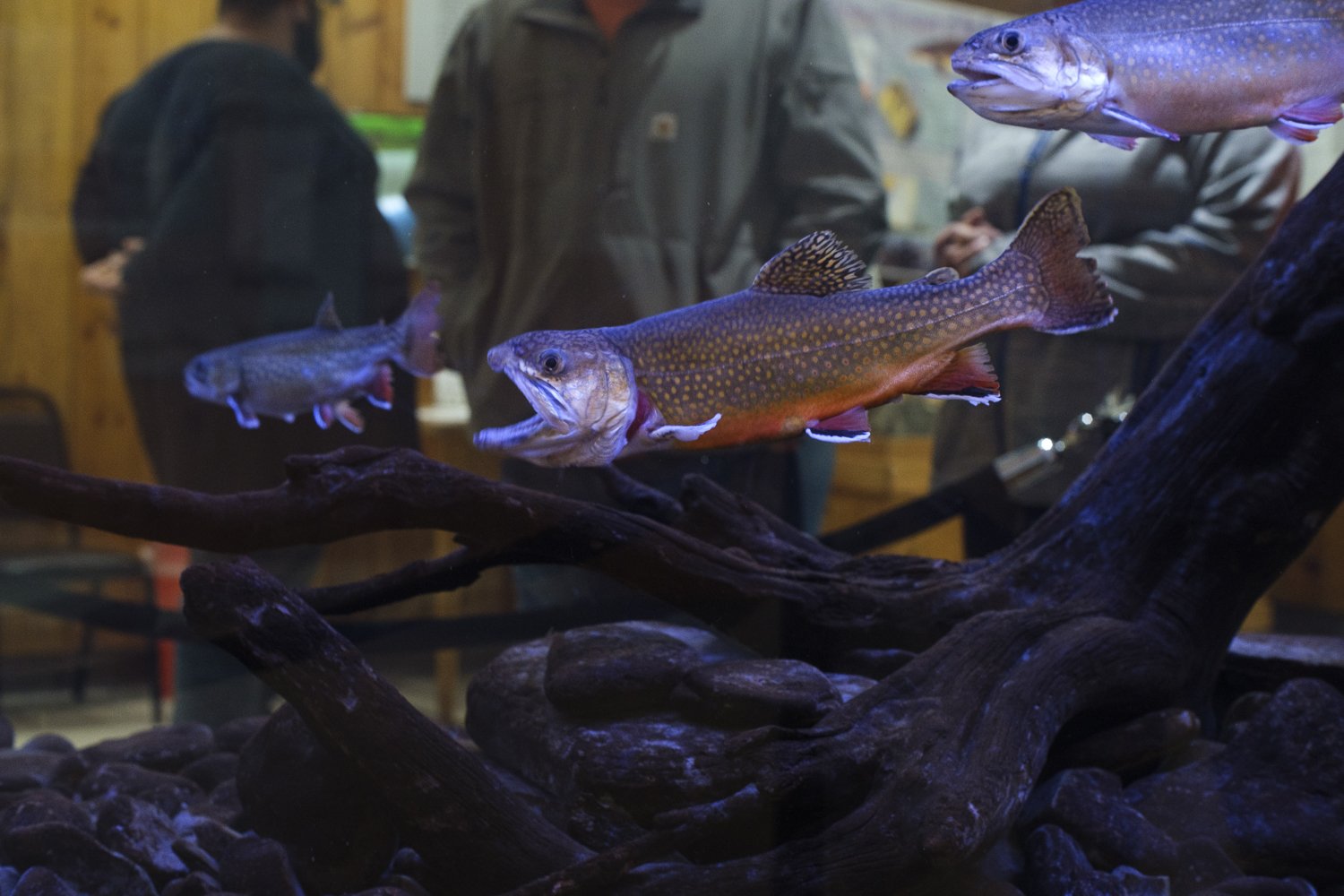  Trout, as seen in an aquarium, at the Salmon River Fish Hatchery.  