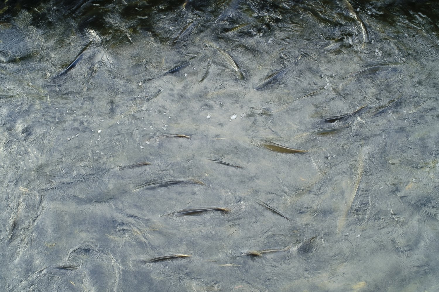  Salmon congregate in the holding pens at the Salmon River Fish Hatchery in Altmar, New York. The salmon run is thoroughly dependent on the efforts of the taxpayer funded hatchery to maintain populations in a heavily pressured river.     