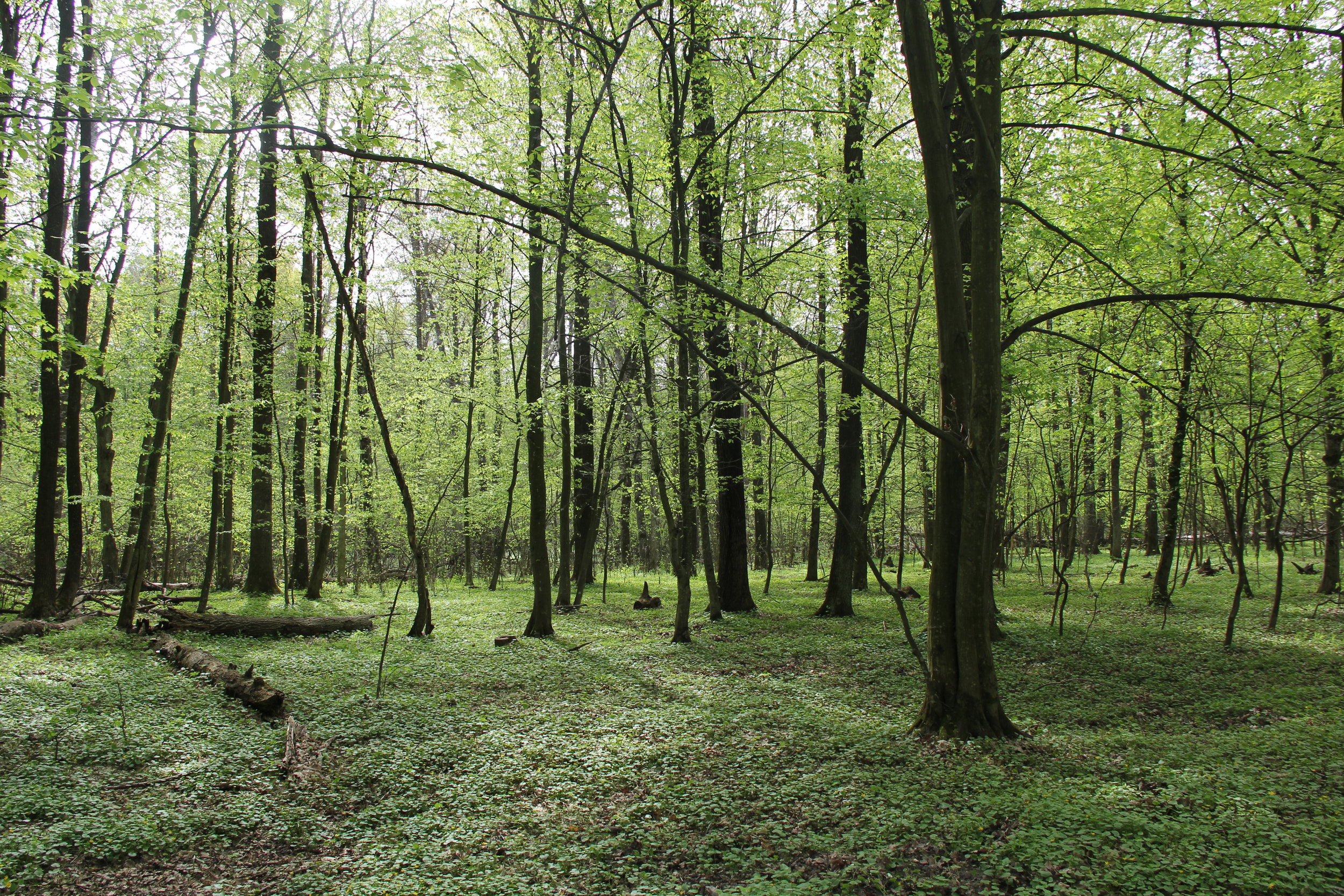 Forest Preserve