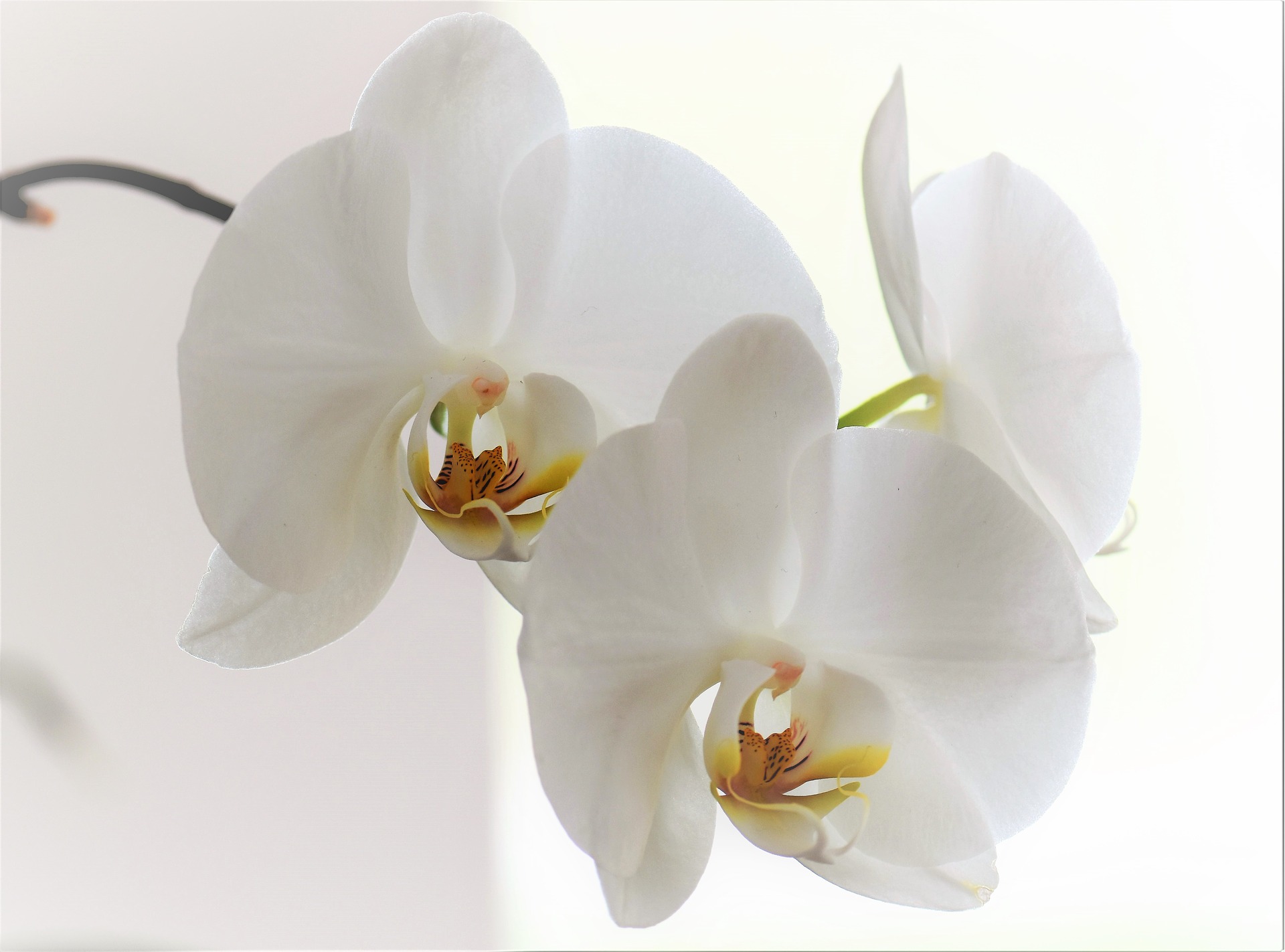 orchid-2097369_1920.jpg