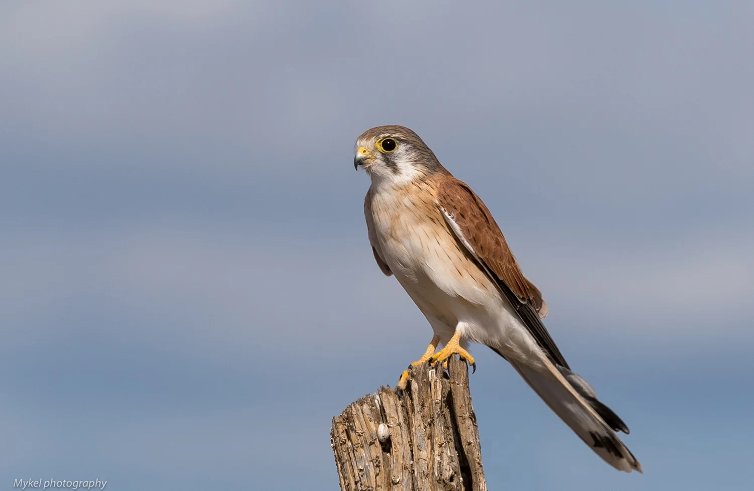 Nankeen Kestrel4.jpg