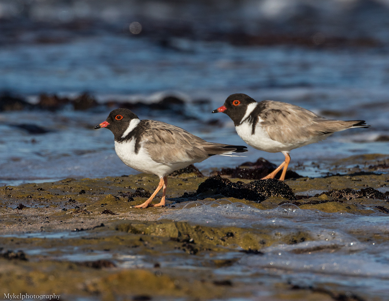 Hooded Plover's-3.jpg