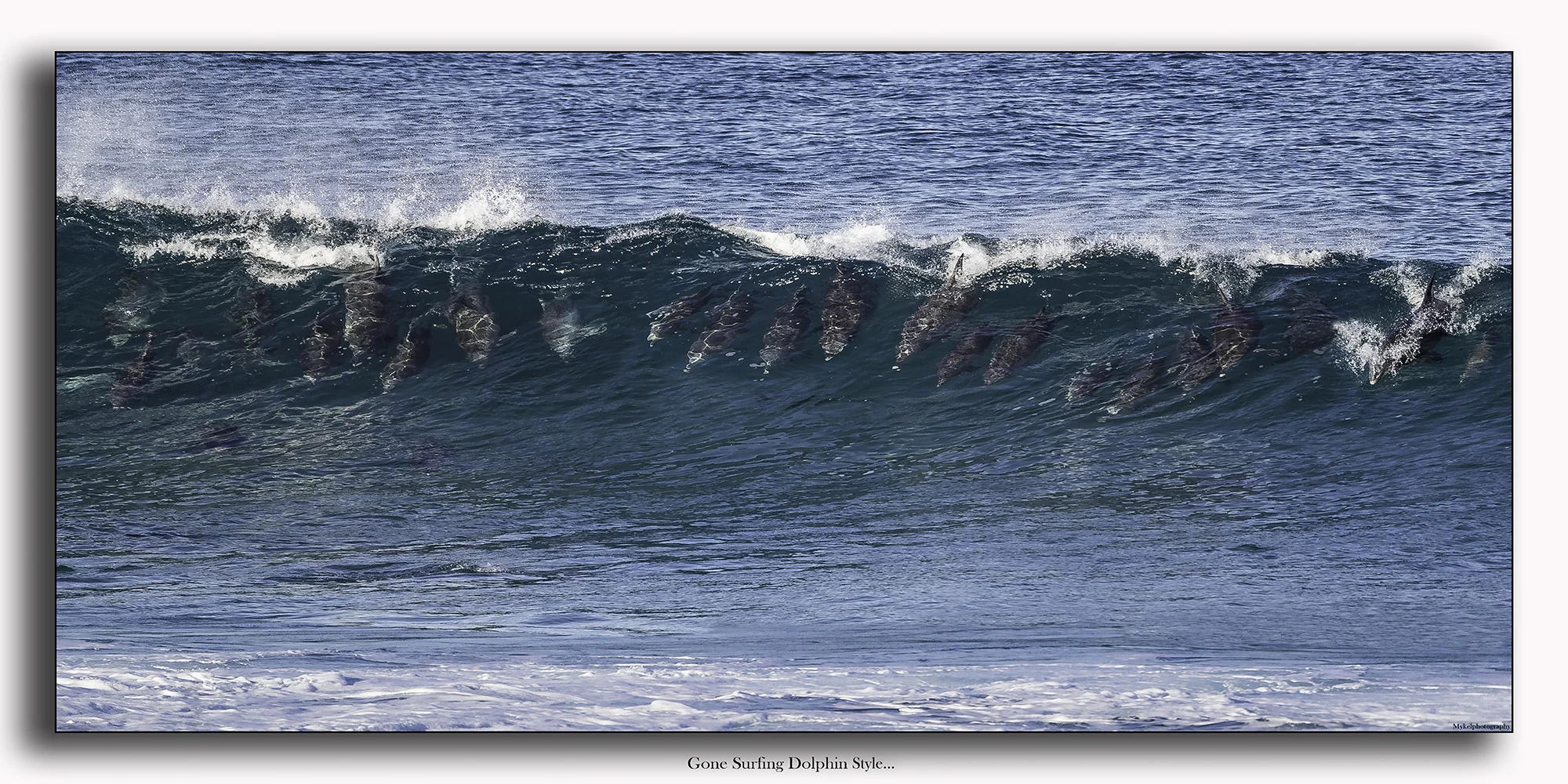 Gone surfing dolphin style 40 x 20in.jpg