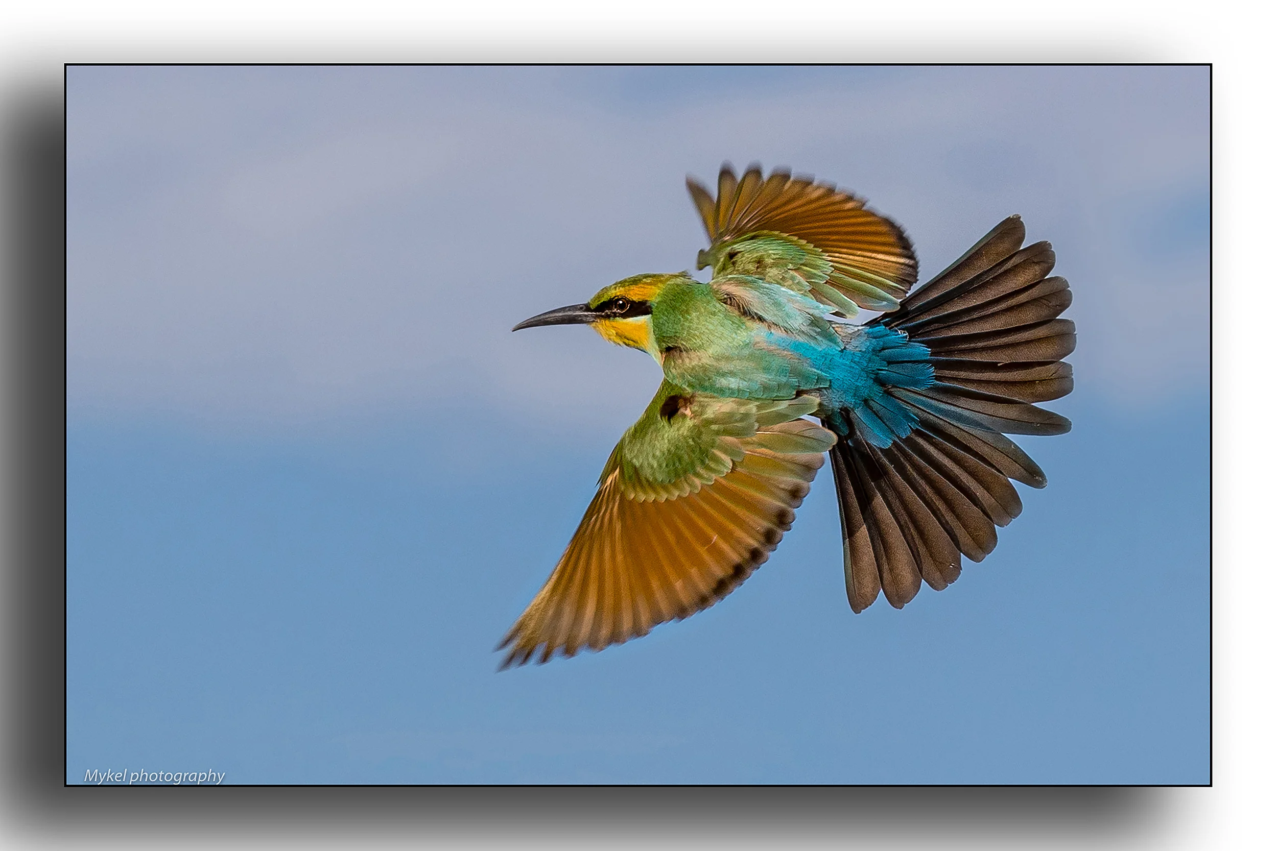 24x16 300dpiRainbow Bee-eater.jpg