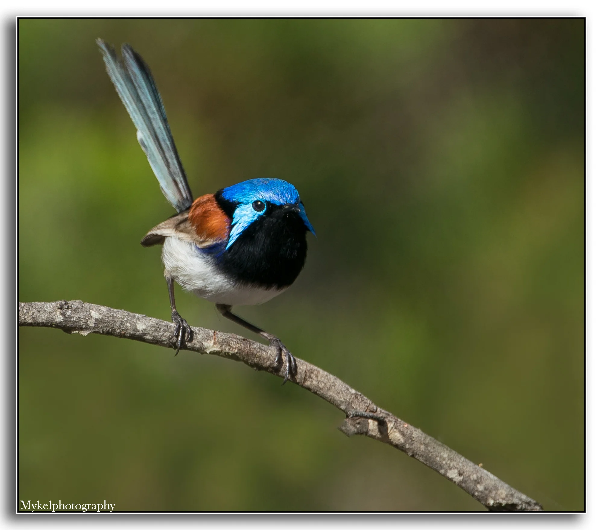 Variegated Fairy-wren Malurus lamberti Maluridae