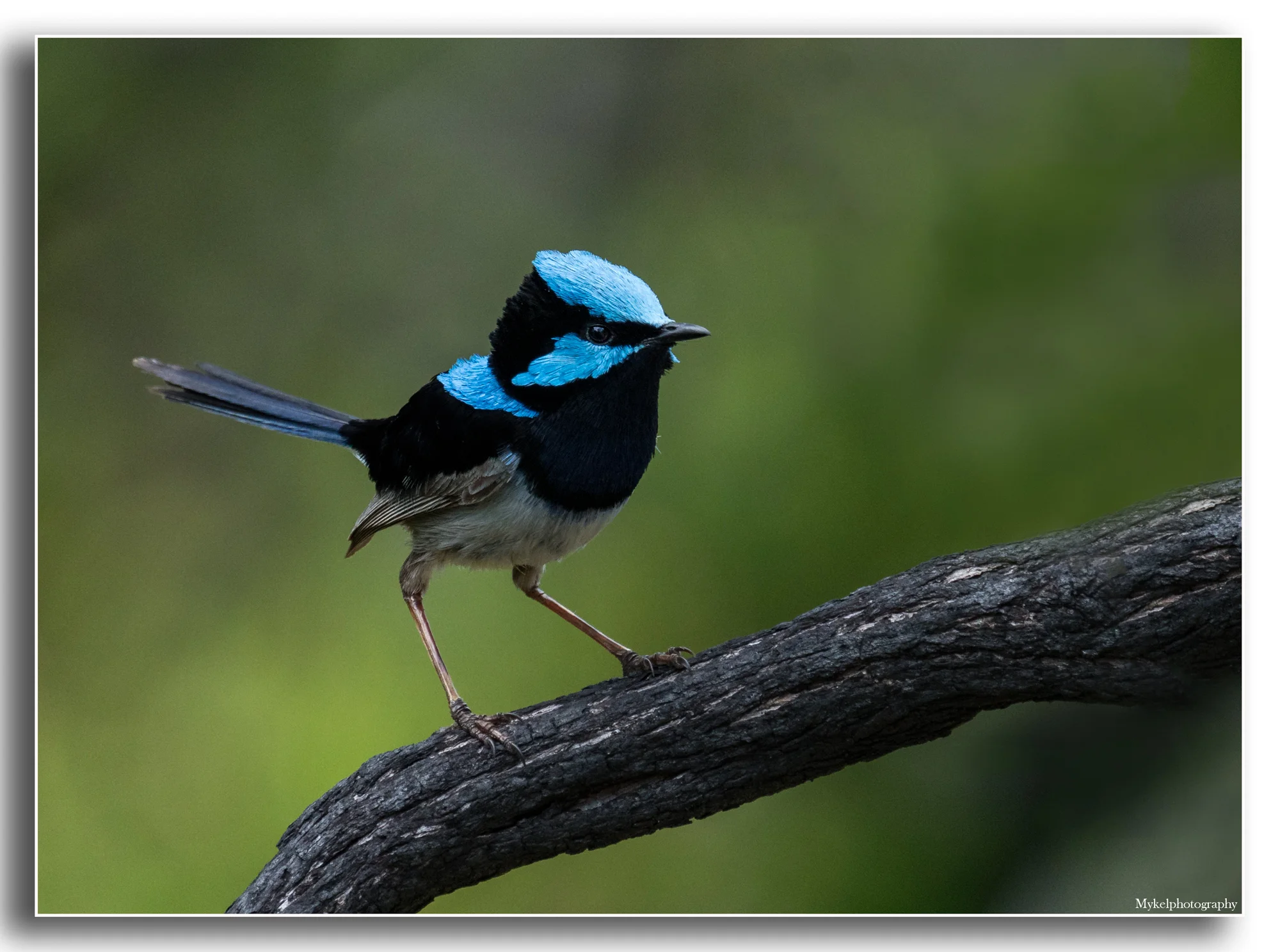 Superb Fairy-wren Malurus cyaneus Maluridae