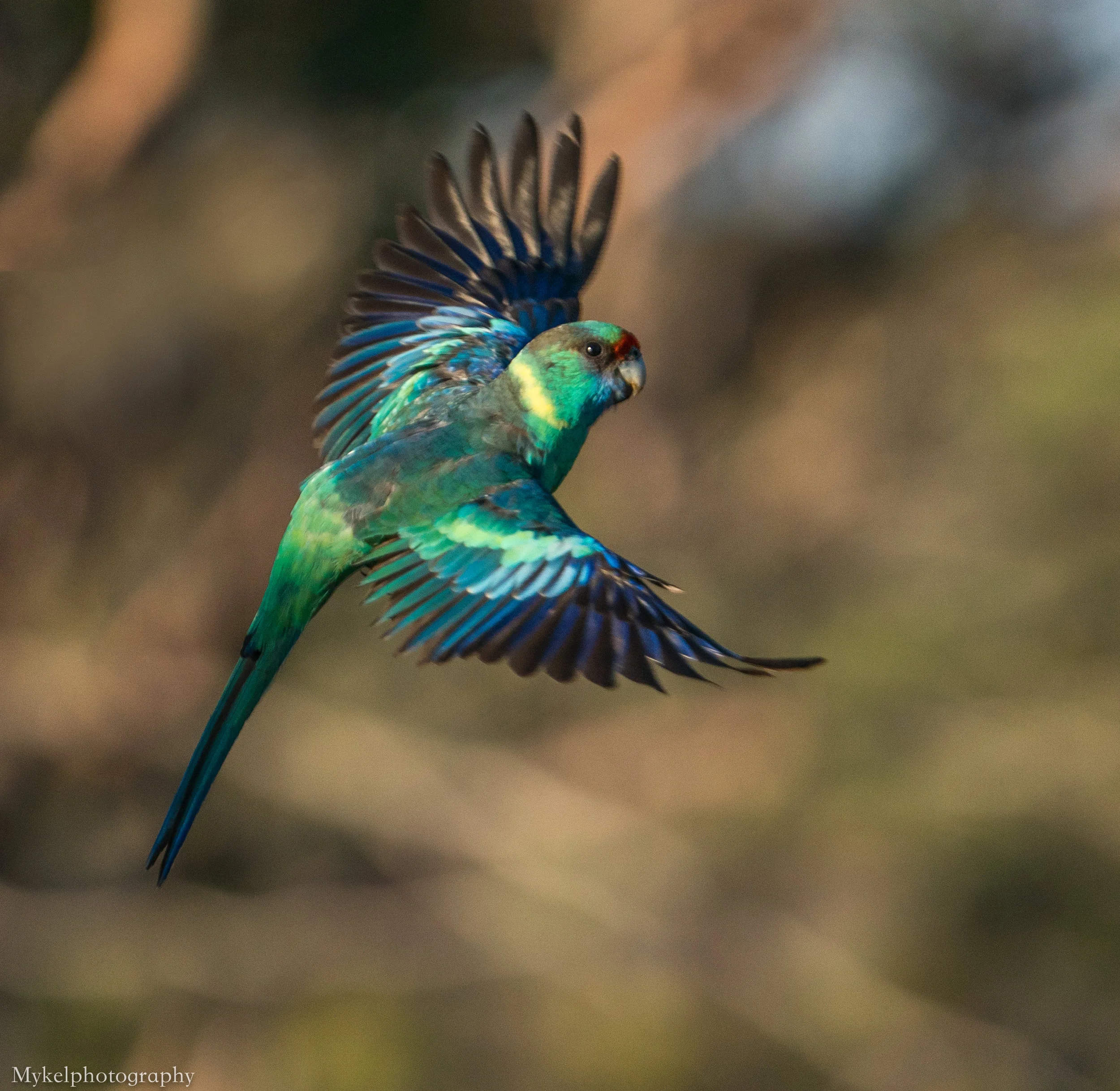  Mallee Ringneck, Barnardius zonarius