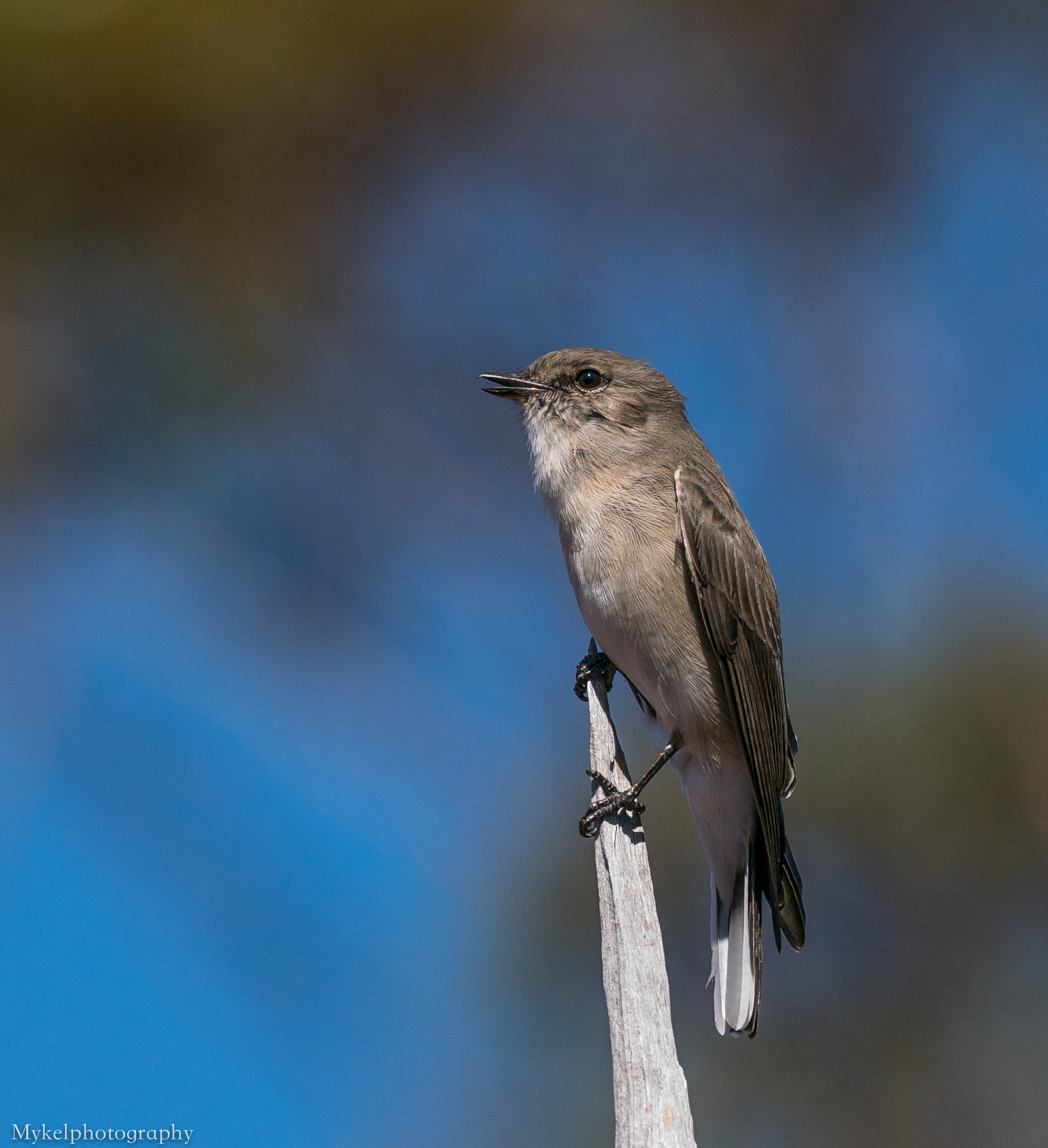  Jacky Winter, Microeca fascinans Petroicidae