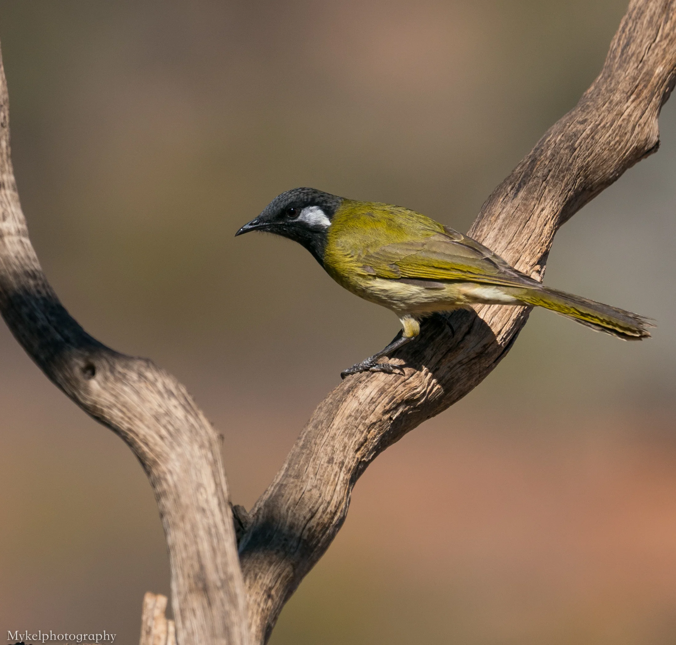  White-eared Honeyeater, Lichenostomus leucotis Meliphagidae