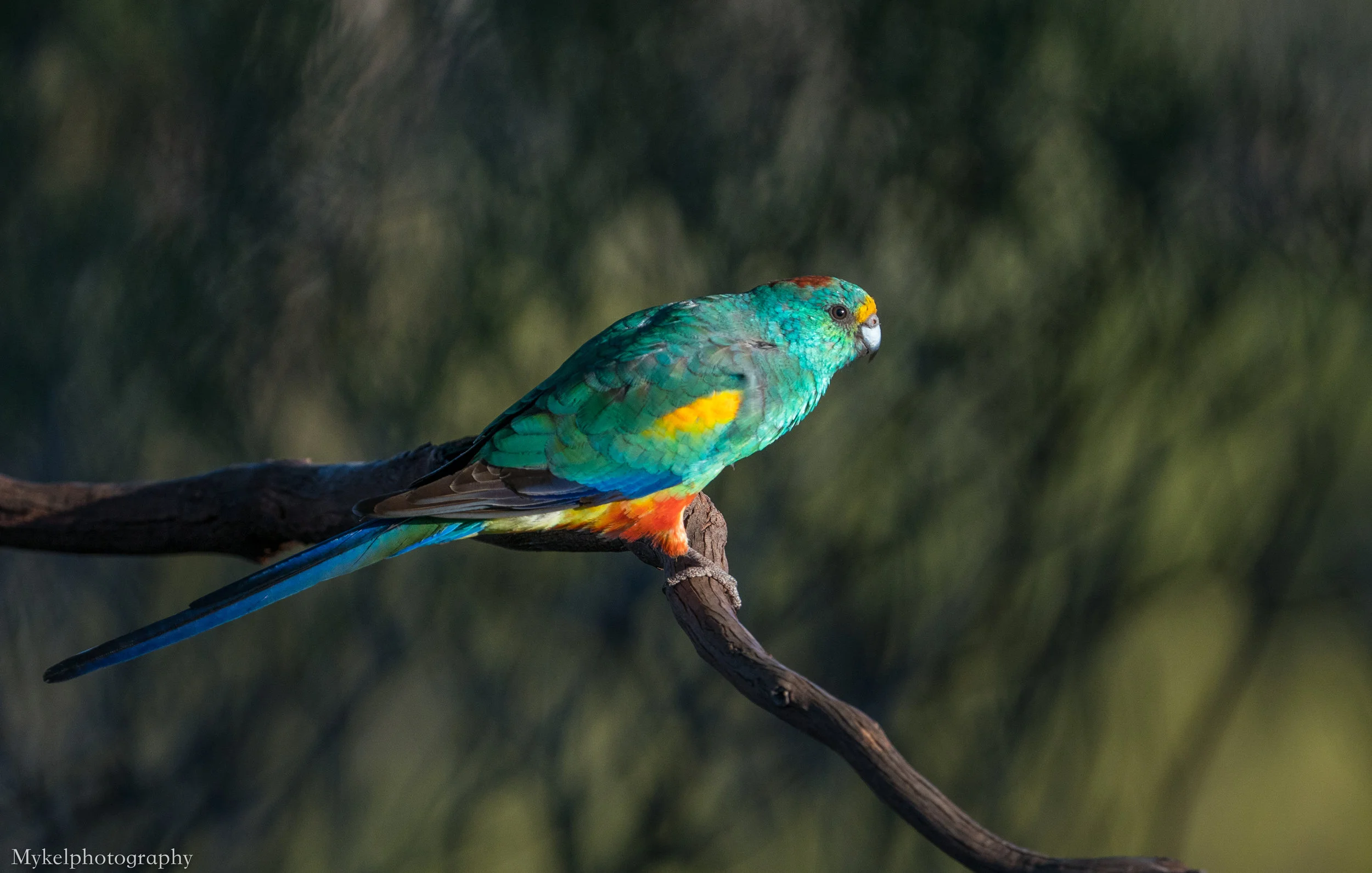  Mulga Parrot, Psephotus varius
