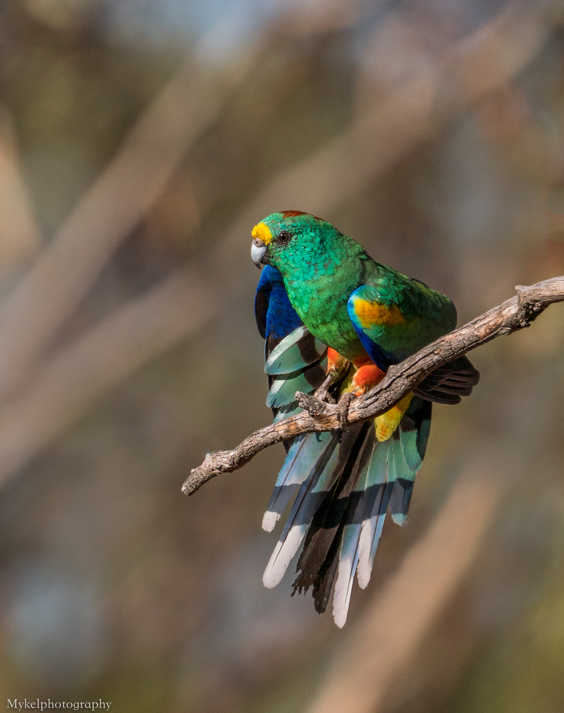  The stunning colors of the Mulga Parrot