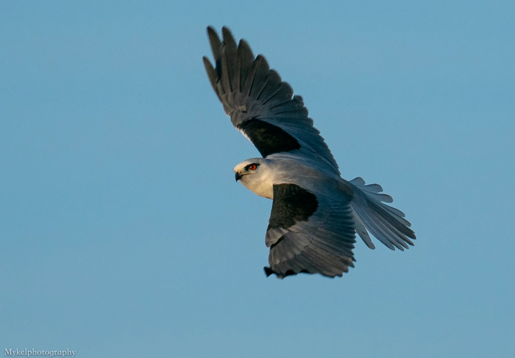 Black-shouldered Kite, Elanus axillaris Accipitridae, you can see how they get their name in this one