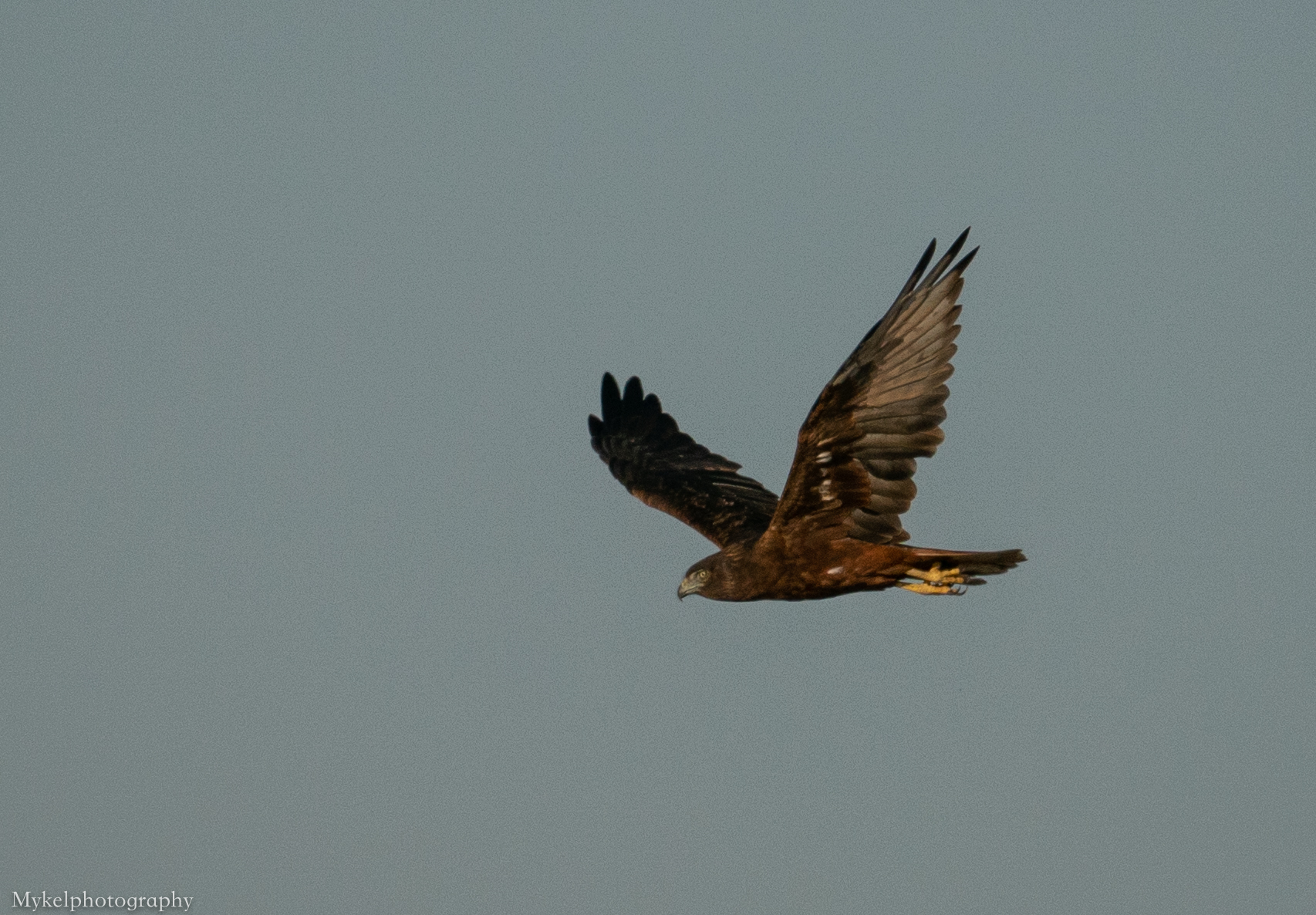 Swamp Harrier, Circus approximans, Accipitridae