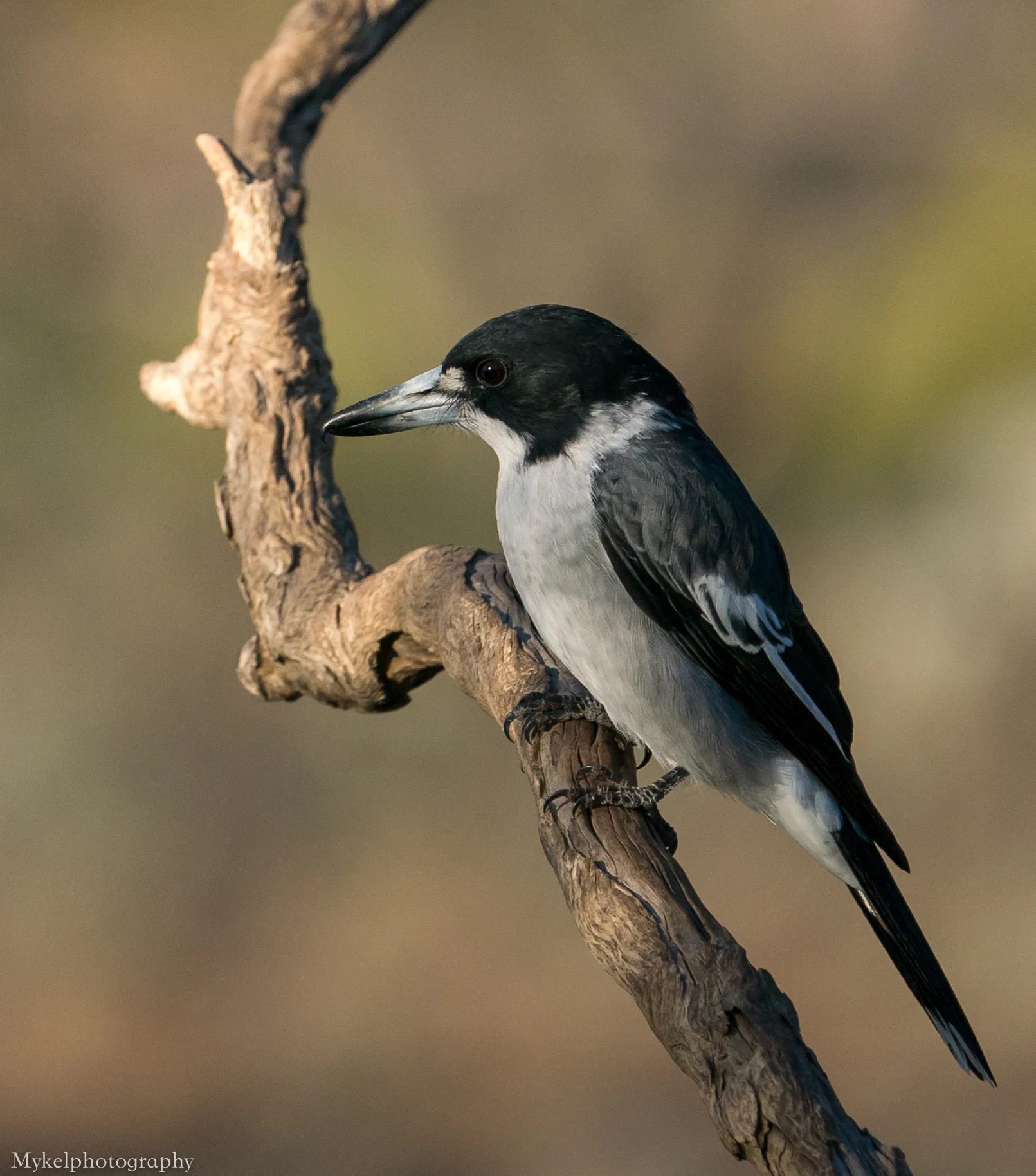  Grey Butcherbird, Cracticus torquatus Artamidae
