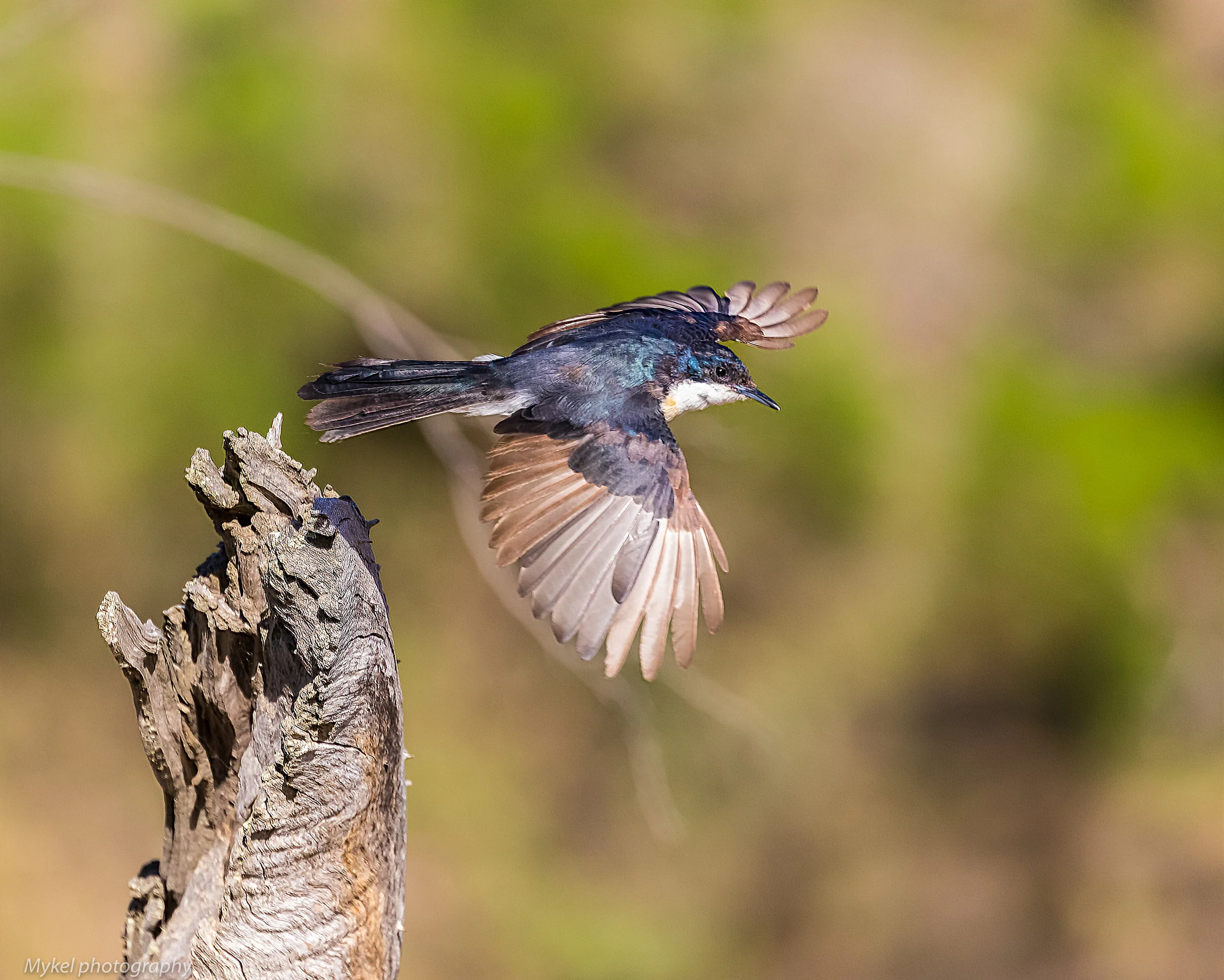 Restless fly catcher_.jpg