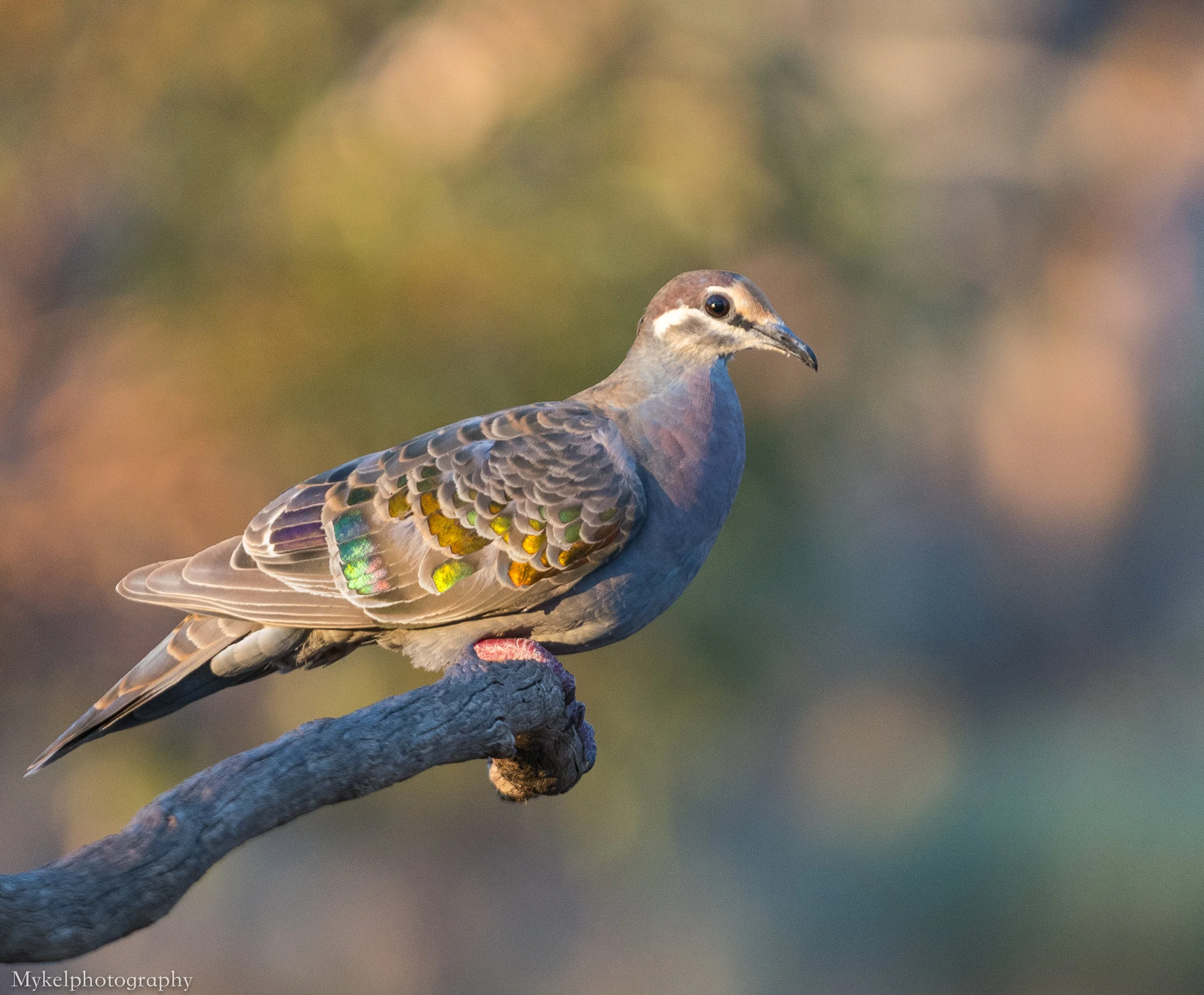  Common Bronzewing, Phaps chalcoptera Columbidae
