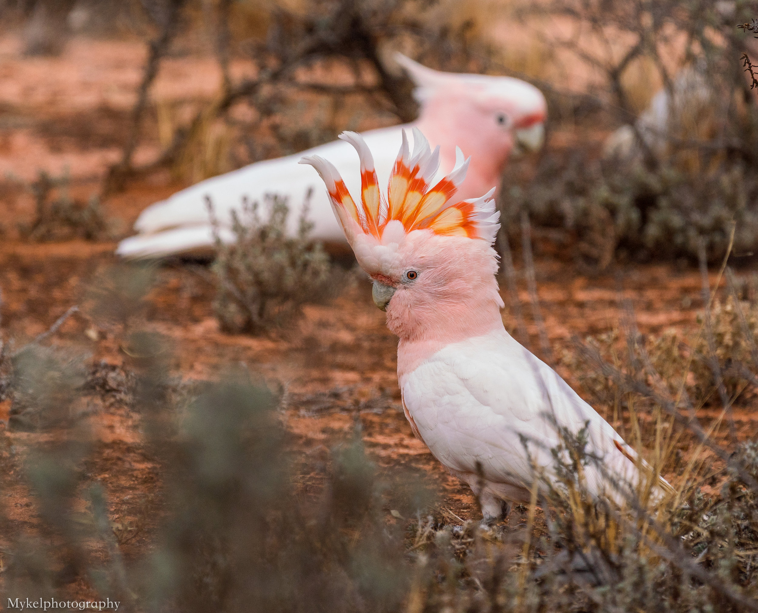  Major Mitchell’s Cockatoo , Lophochroa leadbeateri Cacatuidae